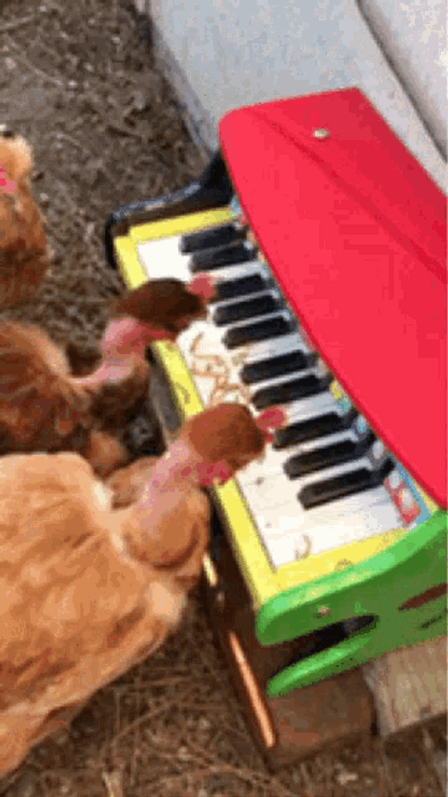 Chicken Eating At Piano