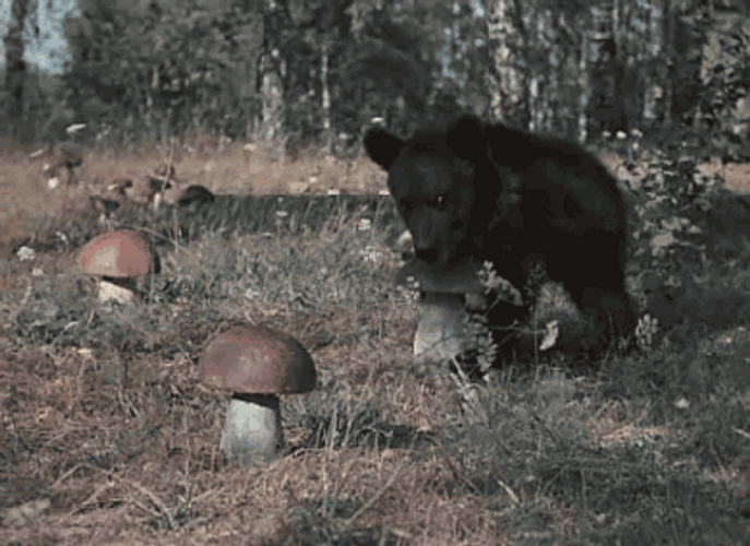Bear Picking Mushroom