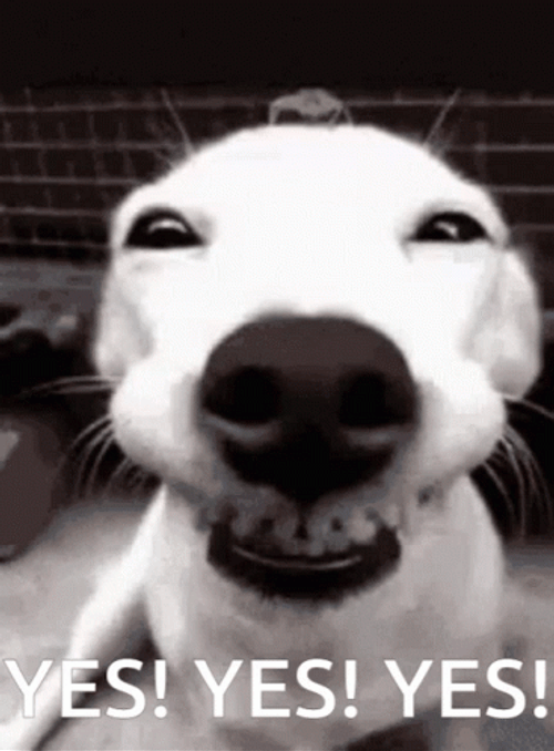 Dog Smiles Yes