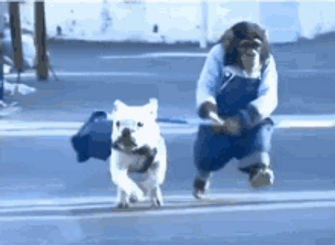 Bulldog Monkey Running