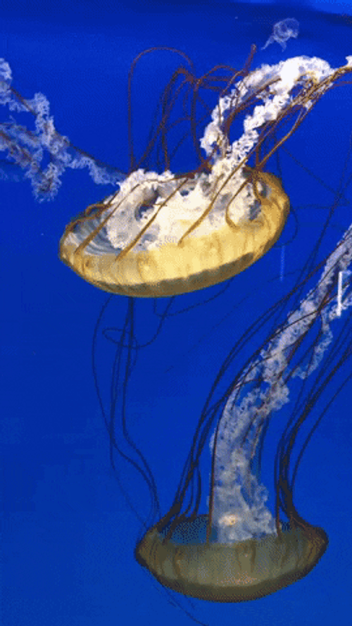 Chrysaora Fuscescens Jellyfish