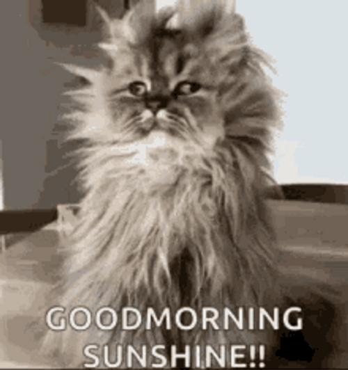 Jwu Morning Cat