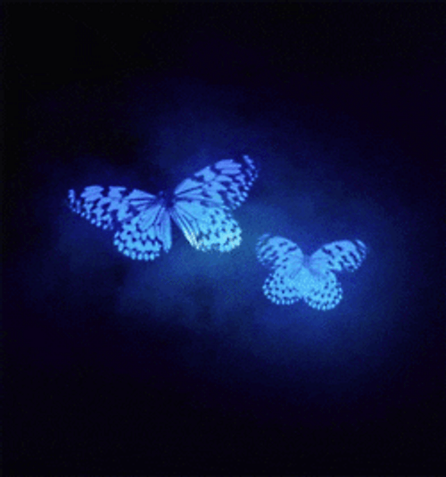 Neon Blue Aesthetic Butterflies