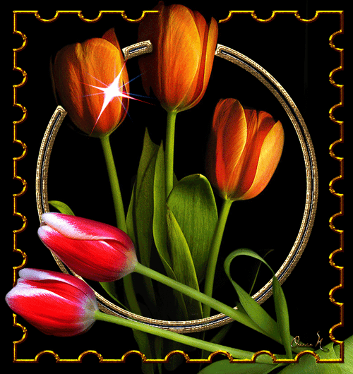 Sparkling Tulip Flowers