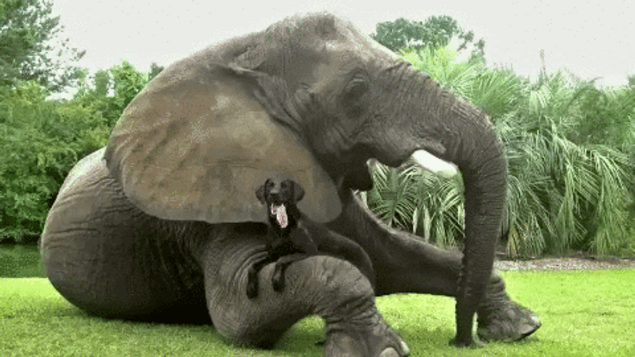 Dog Lying On Elephant Arm