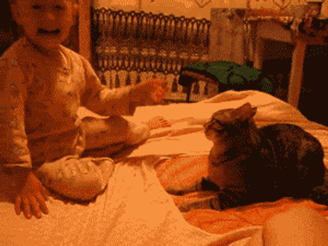 Slapping Fight Baby Cat