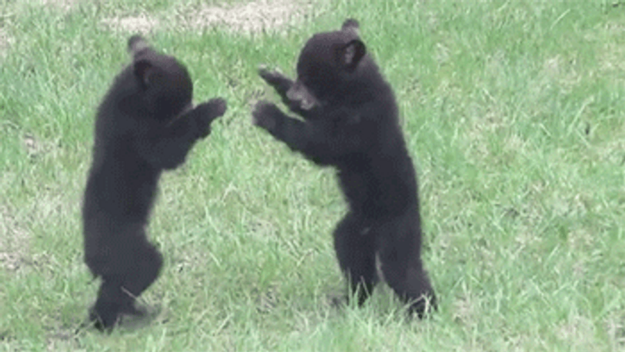 Two Baby Bear Fighting