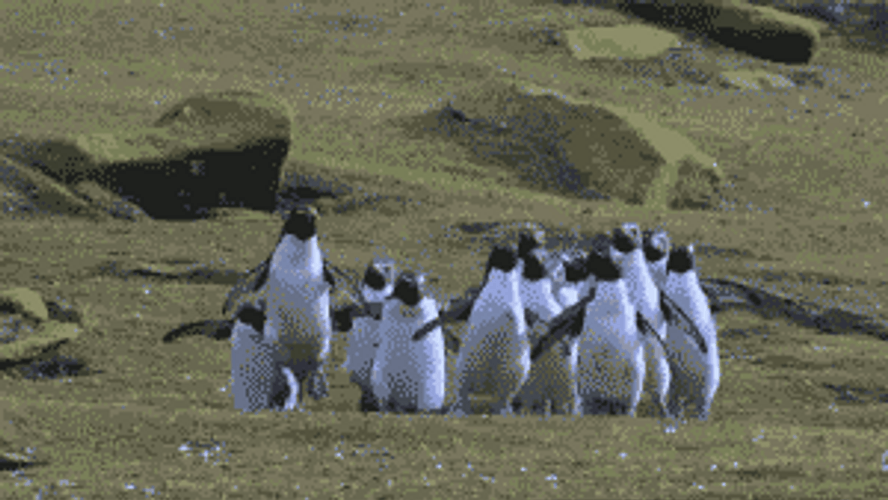 Happy Little Penguin Animals