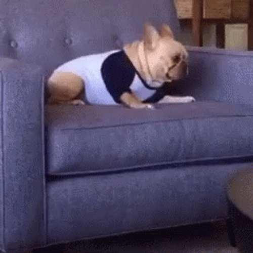 Clumsy Frenchie Dog Falling