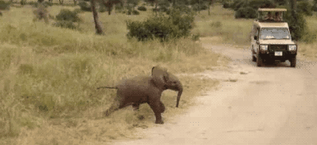 Baby Elephant Passing On The Road