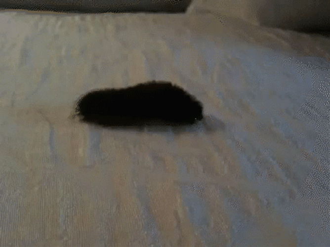 Black Gondal Caterpillar