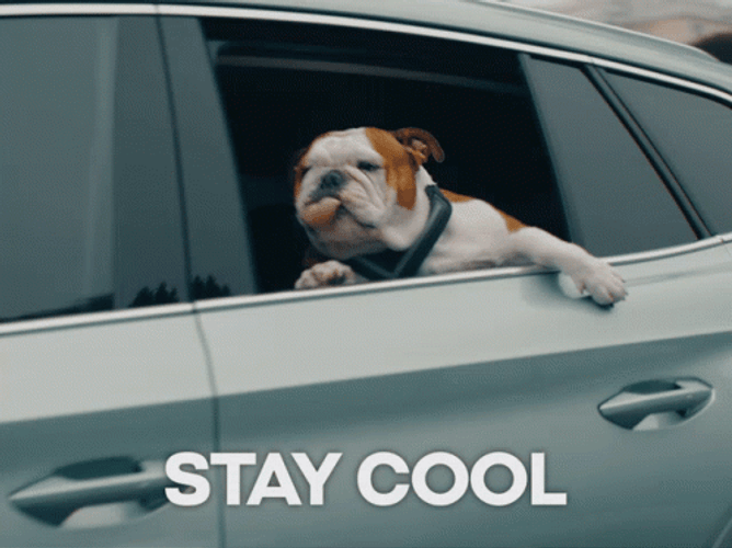 Stay Cool Pug Dog