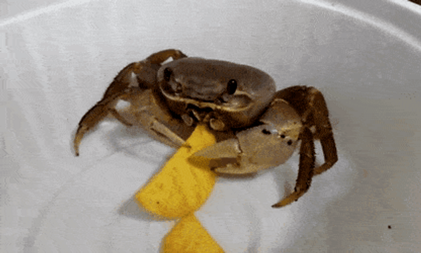 Crab Pet Eating Chips