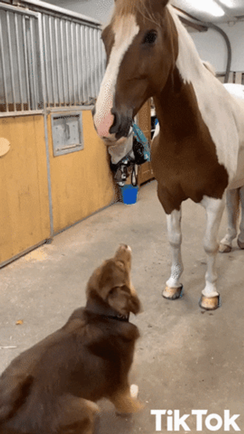 Tiktok Dog Horse Friendship