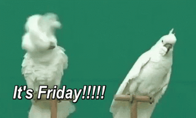Its Friday Scream Cockatoo Birds