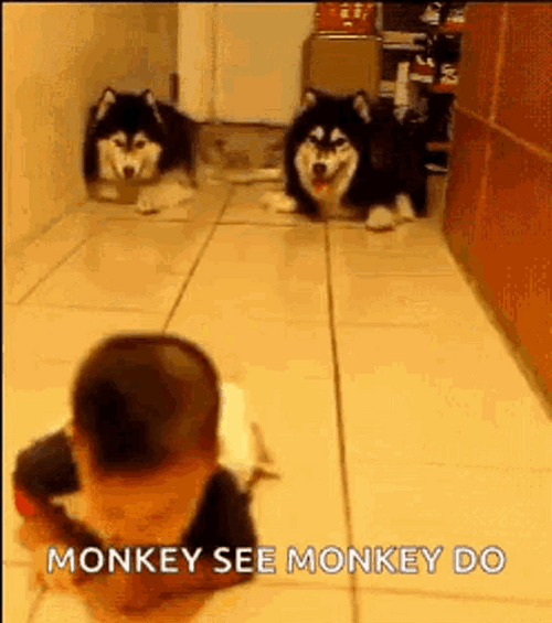 Husky Dog Copying Baby Crawl