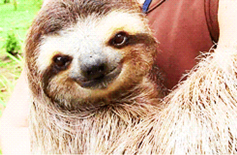 Sloth Charmingly Smiling