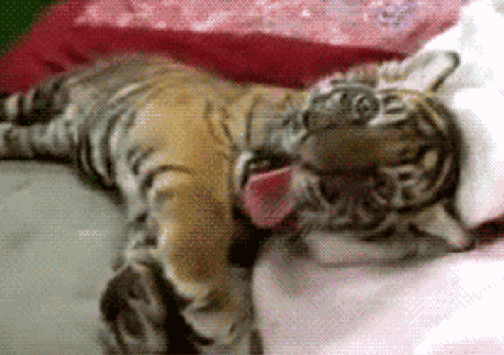 Tiger Cub Animal Yawning