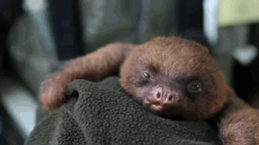 Sloth Sticking Out His Tongue
