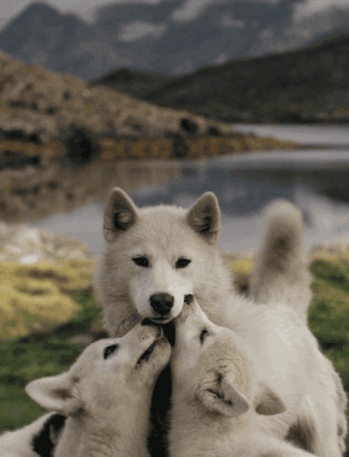 Wolf Family In Nature