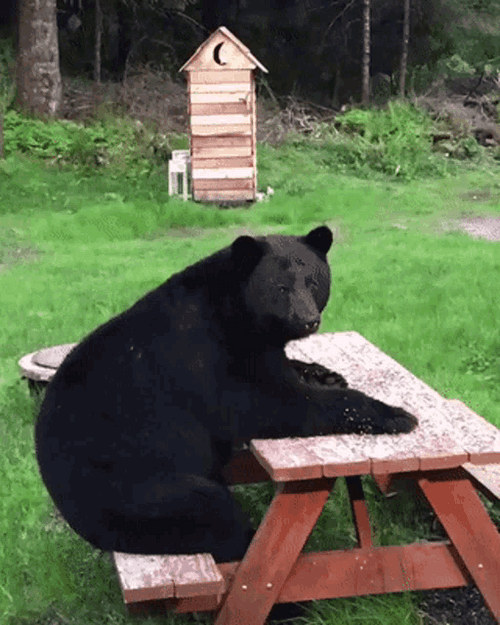 Black Bear Sitting