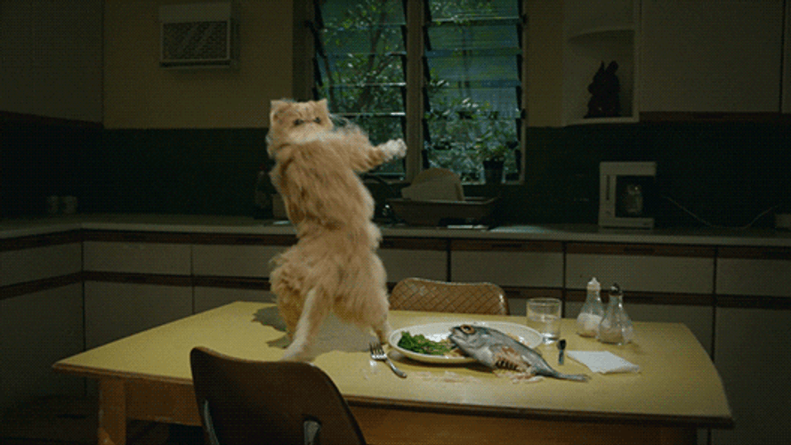 Table Cat Dance