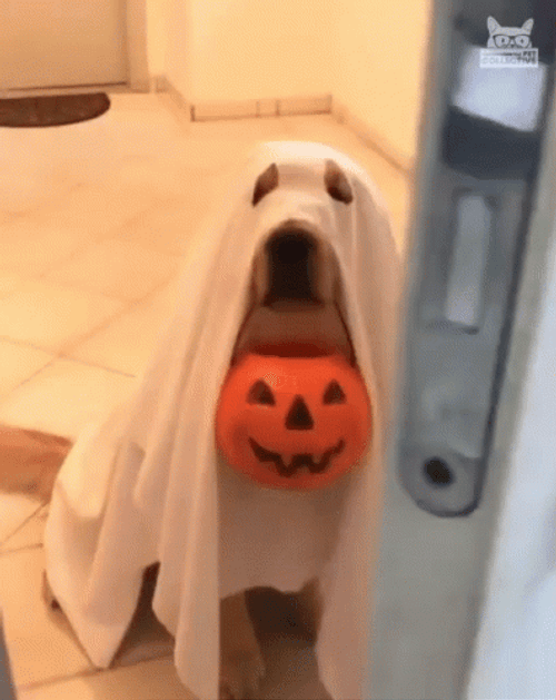 Ghost Dog Halloween