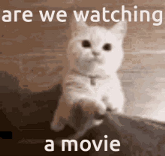 Cute Cat Meow Movie Time