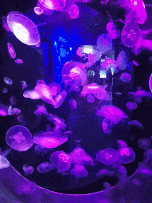 Glowing Violet Jellyfish