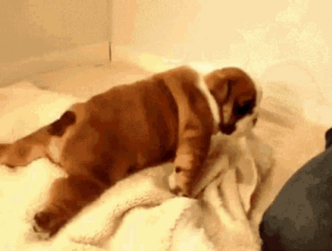 Fat Bulldog Struggling In Bed
