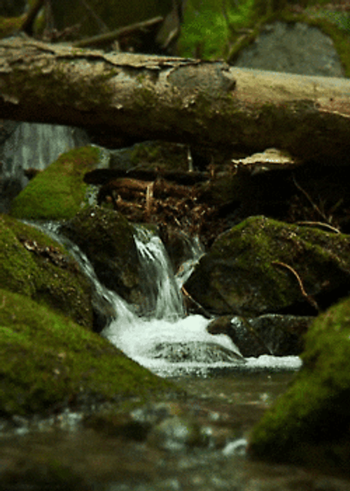Nature&s Stream Loop