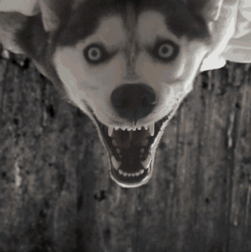 Scary Husky Dog With Spider