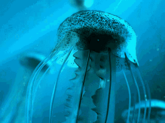 Dusty Jellyfish Moving