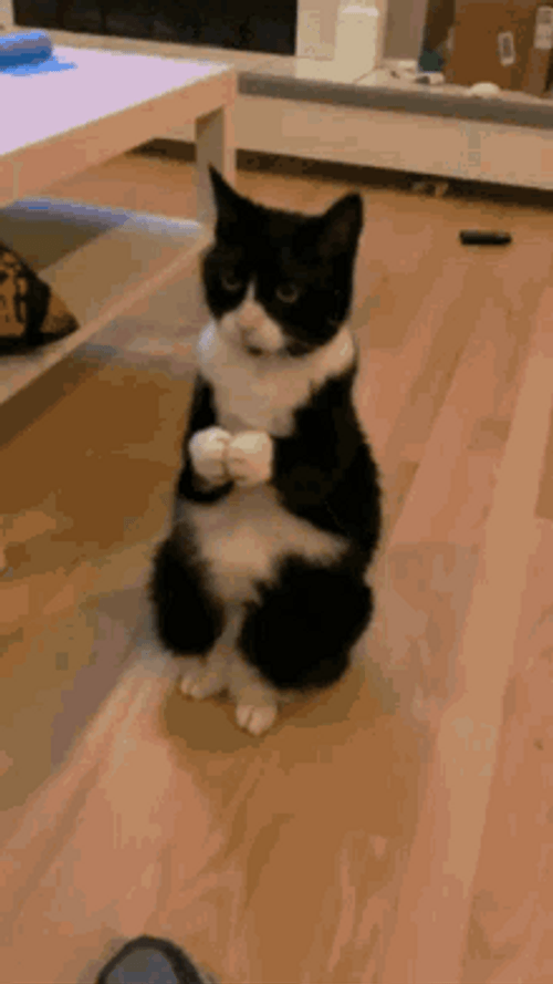 Clapping Cute Cat
