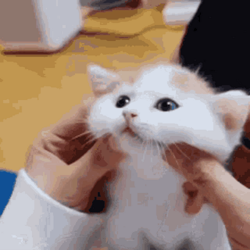 Little Cute Cat Cheeks
