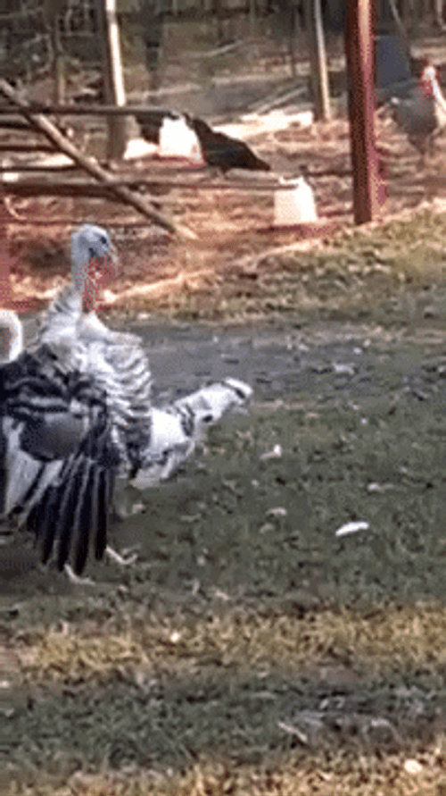 Drunk Dancing Turkey