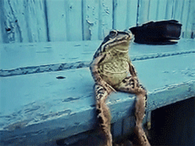 Frog Animal Sitting
