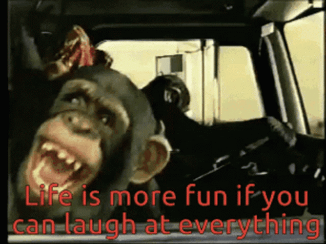 Monkeys Driving Laughing