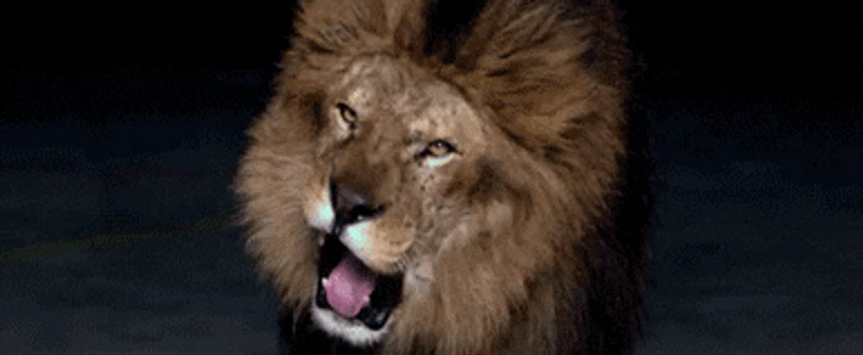 Stunning Lion Roar