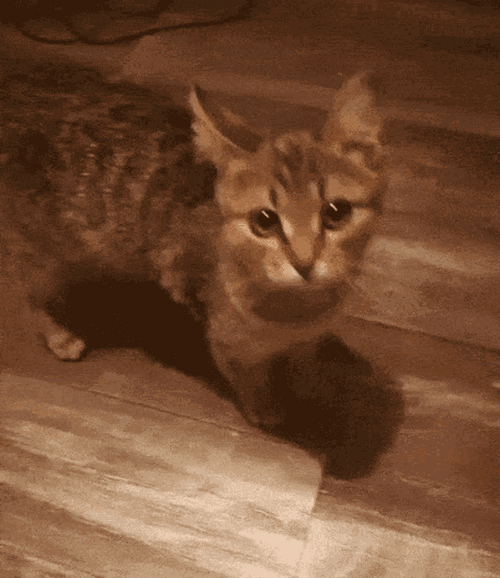 Kawaii Grumpy Cat
