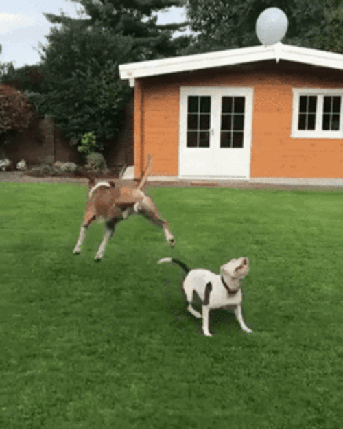 Dogs Playing Balloon