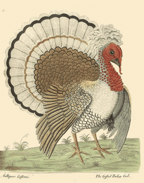 Thanksgiving Ancient Dancing Turkey