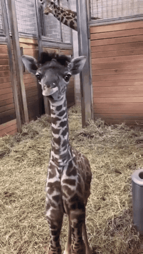 Cute Giraffe Sticking Out Tongue