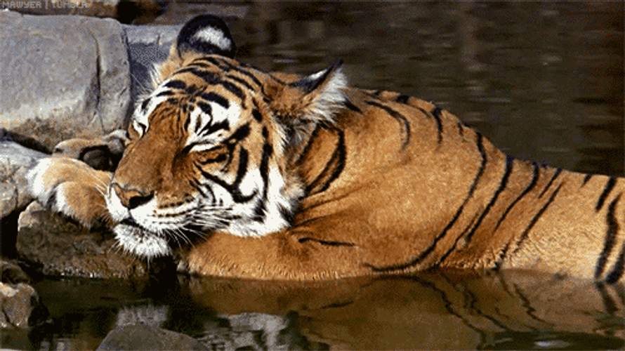 Sleeping Siberian Tiger Animal