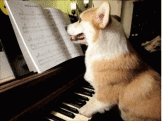 Corgi Playing Piano