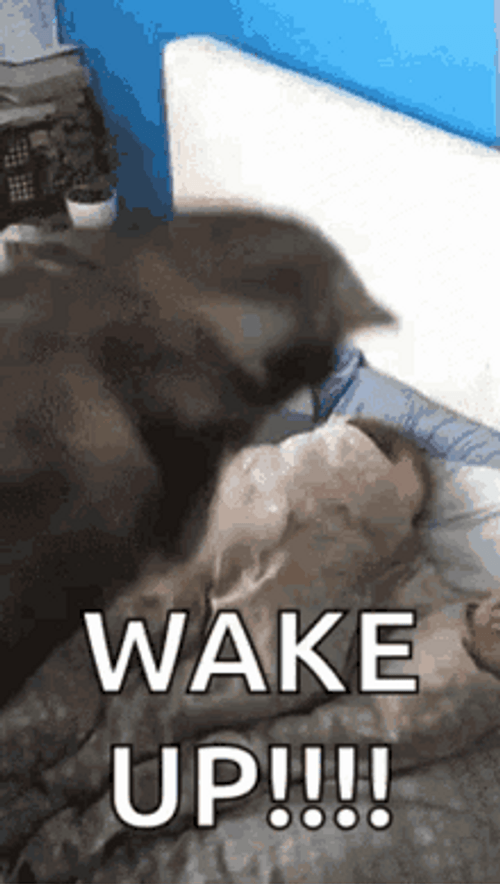 Dog Wake Up