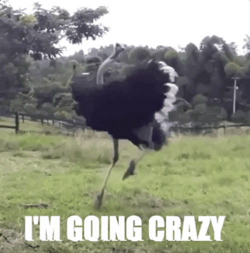 Ostrich I&m Going Crazy