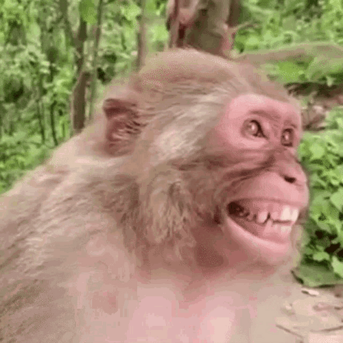Monkey Looking Around Laughing