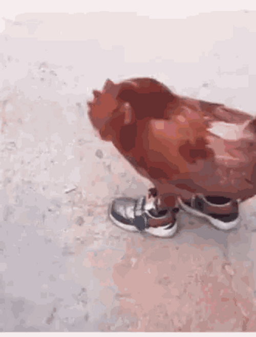 Chicken Walking With Shoes