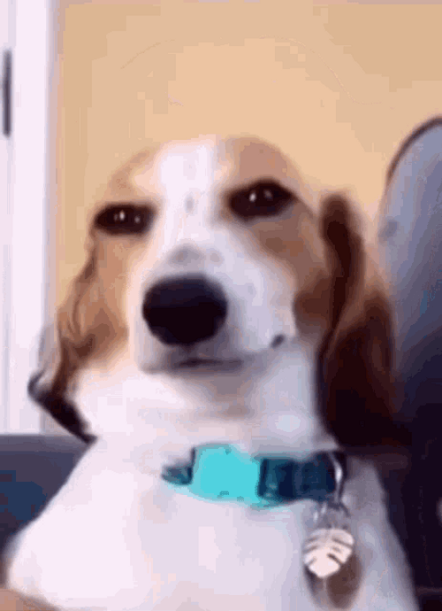 Beagle Dog Smile